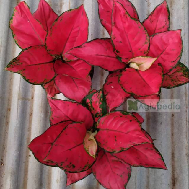aglonema RED ANJAMANI - aglonema Red anjamani - AGLO