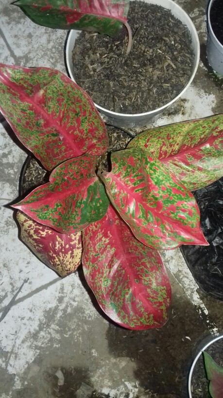 Promo Aglonema Red Stardust Murah  (red Stardust)