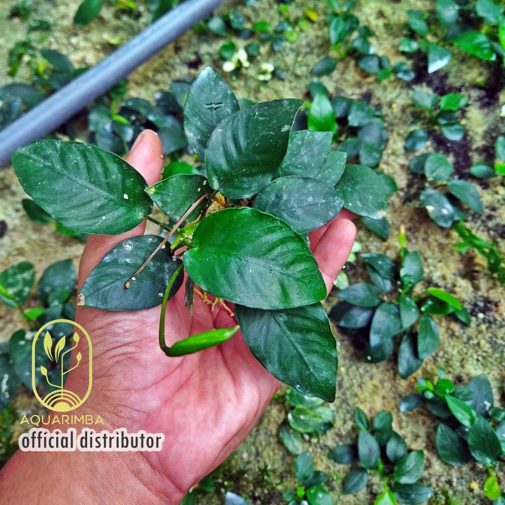 Anubias Varian ( Tanaman Aquascape Pemula )