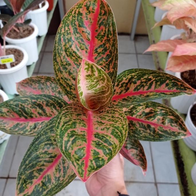 aglonema widuri lilin lokal