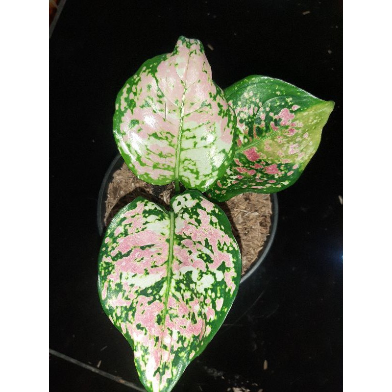 aglaonema tricolor
