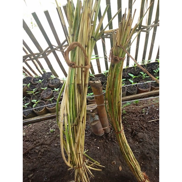Rotan batang hoe cacing rotan 80 cm