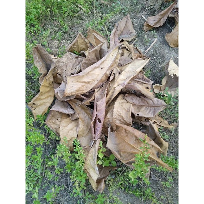 ❤️ DAUN KETAPANG 1 KG KERING( PEWARNA ALAMI IKAN CUPANG )