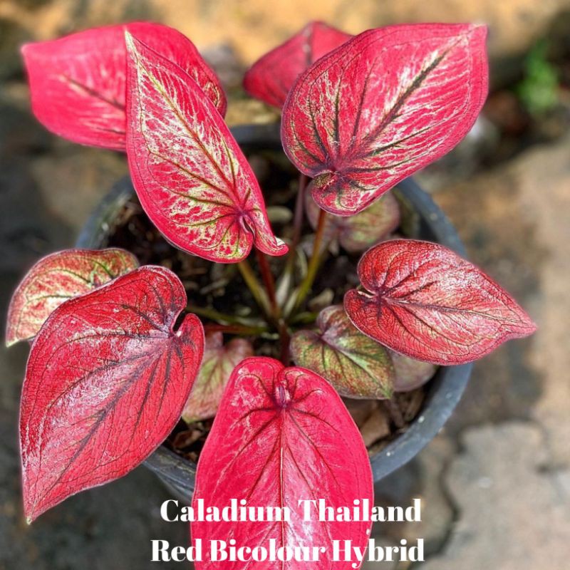 UMBI/BONGGOL Seedling/Umbi Caladium Red Bicolour Hybrid - Caladium Thailand