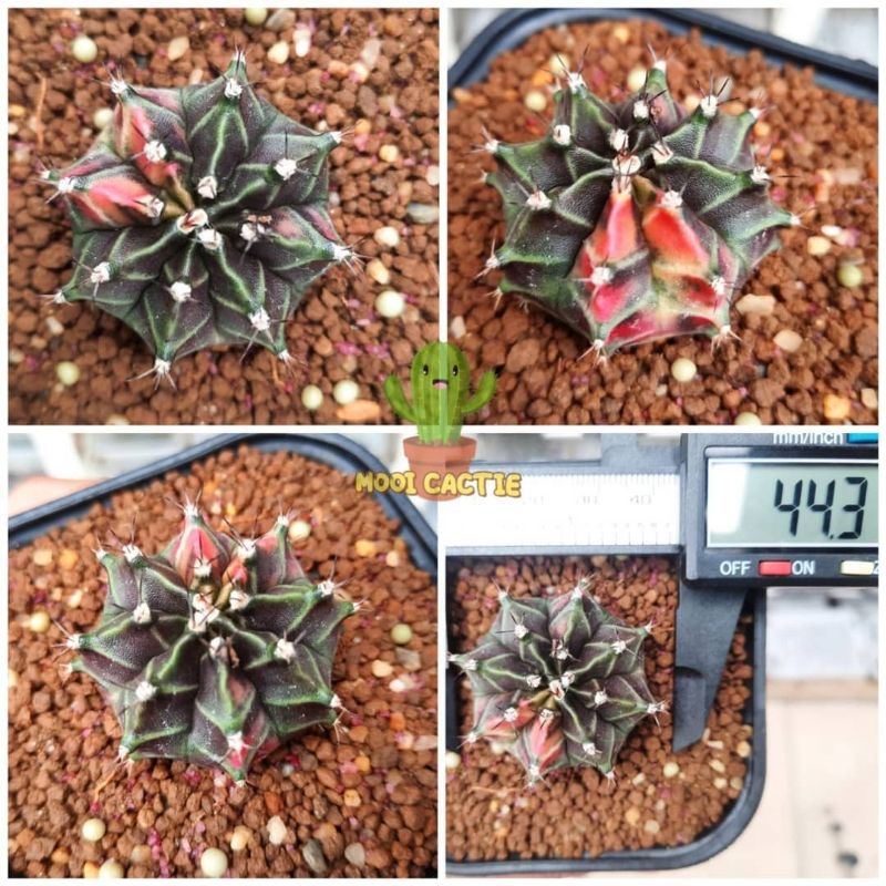 Tanaman Hias Kaktus Gymnocalycium Miha Orange + Pot 8 cm (B7)