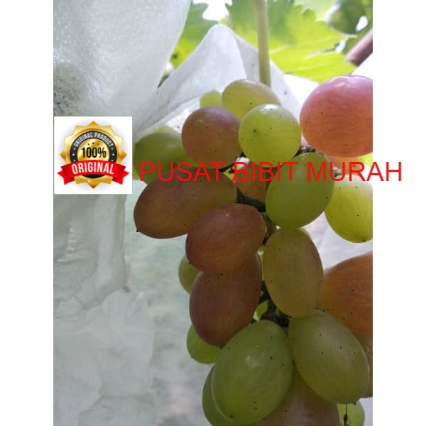 PAKET HEMAT 4 BIBIT ANGGUR IMPORT