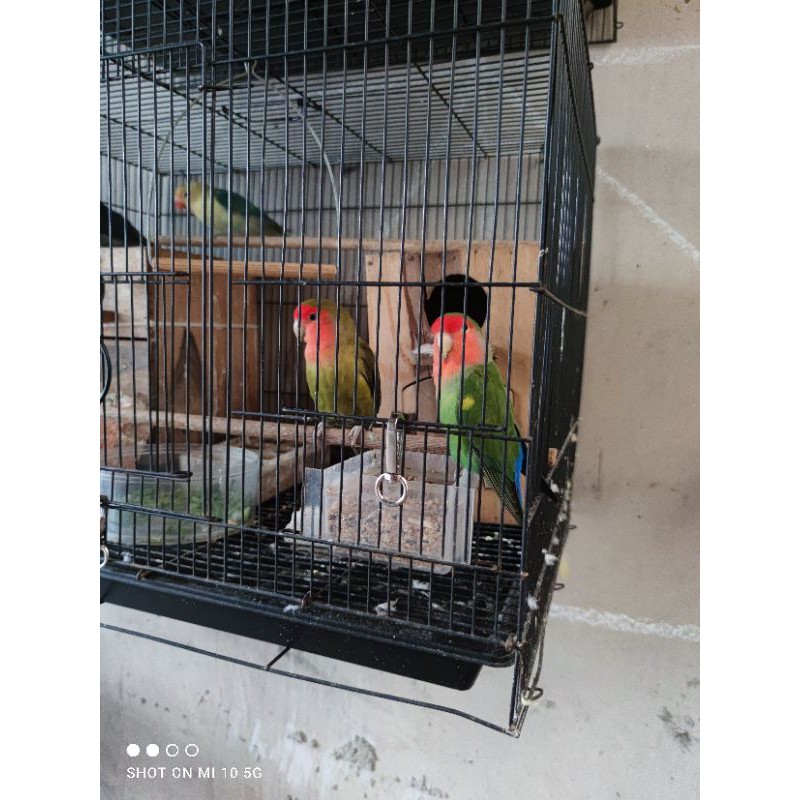 Burung Lovebird non klep prediksi sepasang siapan