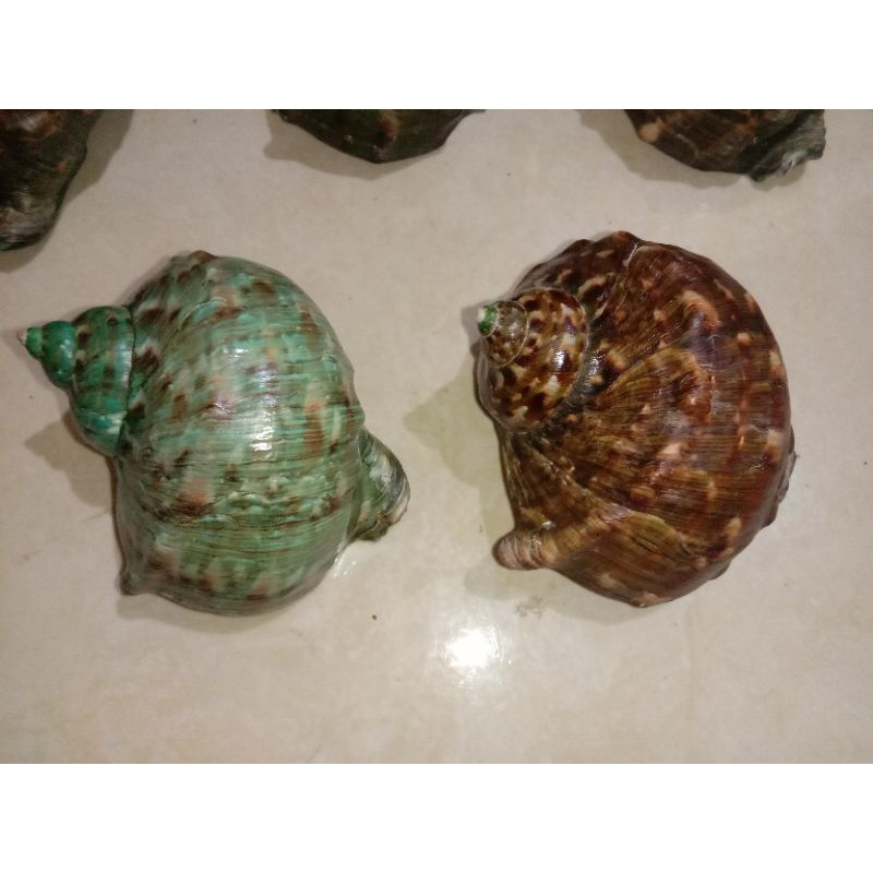 Cangkang Kelomang Turbo Marmoratus (batulaga) Jumbo