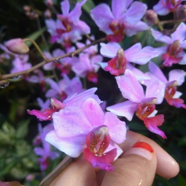 Anggrek Doritis Dewasa Spike