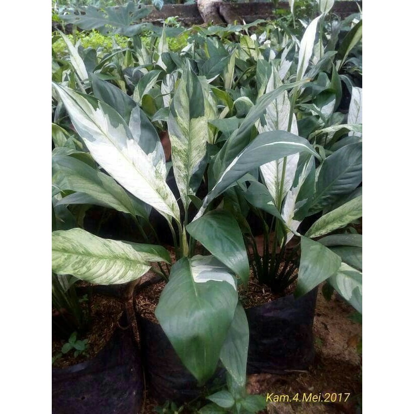 Tanaman Hias Peace Lily, Tanaman pembersih udara, peace lily, tanaman indoor