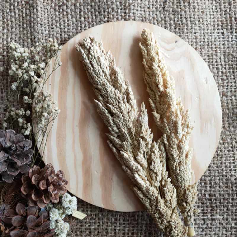 Bunga pampas kering warna natural