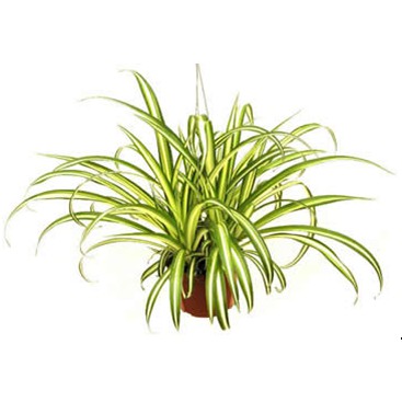 Tanaman hias Lili paris besar | Chlorophytum comosum lili | Lili paris | Bunga liliparis