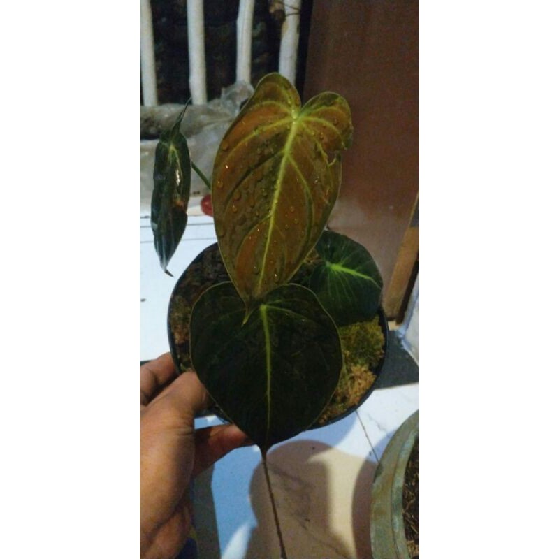 tanaman hias melano/melano crisum