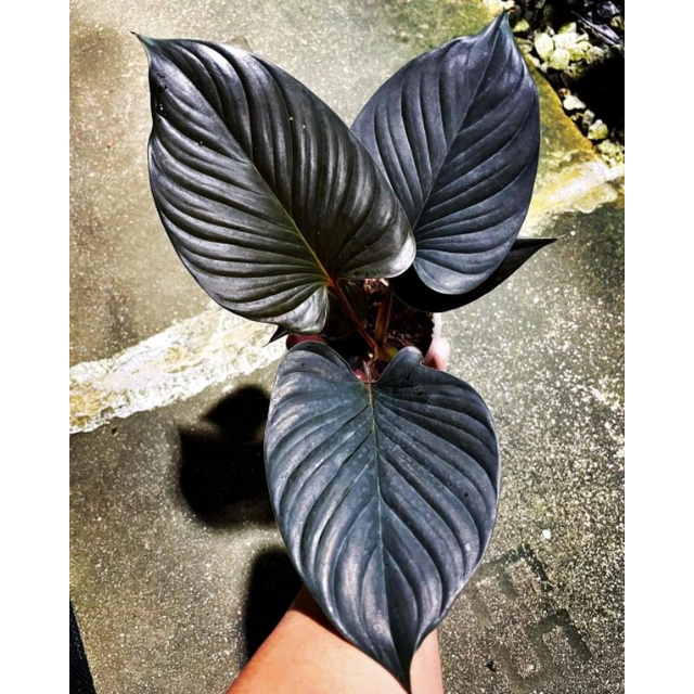 homalomena black cardinal