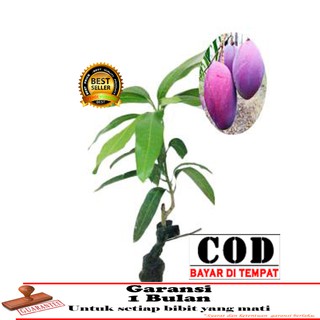  Aglaonema  aglonema red anjamani Shopee Indonesia