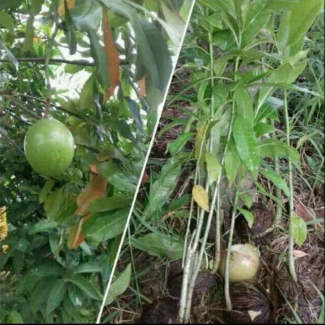 Pohon bintaro bibit pohon bintaro tanaman pelindung