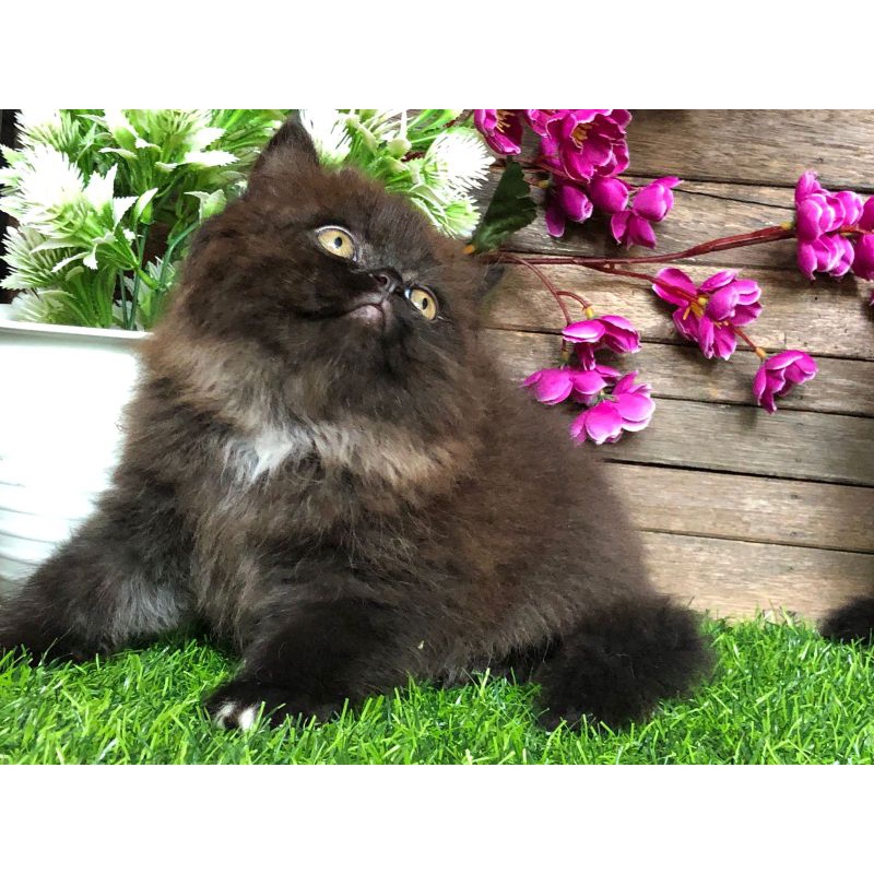 kucing kitten Persia longhair