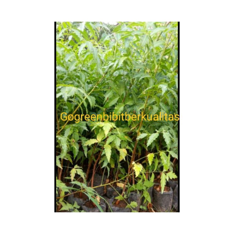 bibit mimba super (bisa cod)Bibit tanaman herb al daun mimba OBAT/daun mimba banyak manfaatt-2