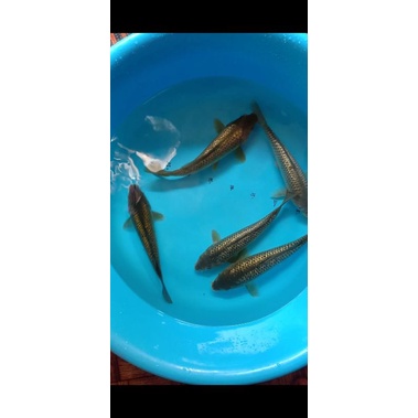 Ikan koi blitar kualitas Midori ginrin 30cm