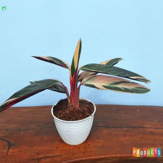 Tanaman indoor Maranta  Bali  Calathea multicolor 