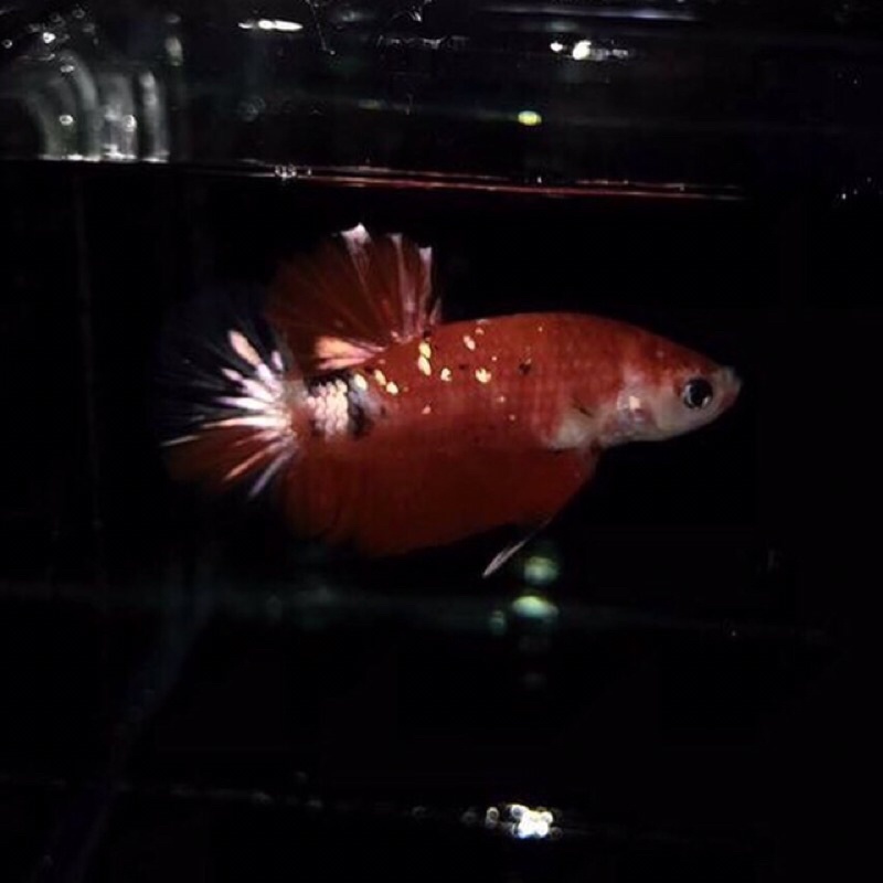 Ikan cupang Red koi copper