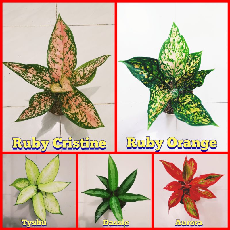 Tanaman aglonema paket 4 macam