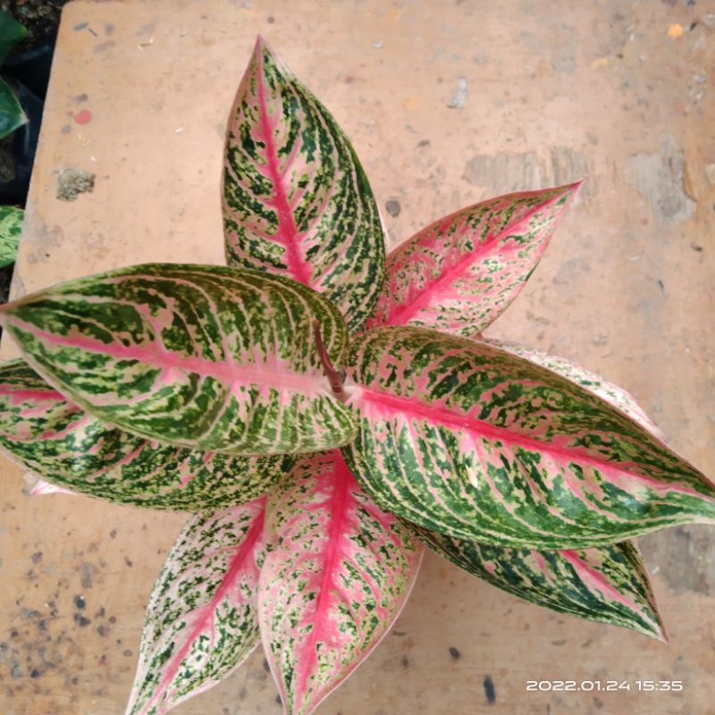 tanaman hias Aglonema red legaci
