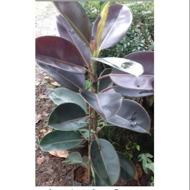 Karet kebo Shopee Indonesia Karet kebo Shopee Indonesia