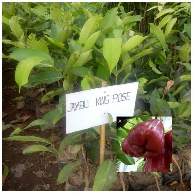 Bibit jambu air king rose