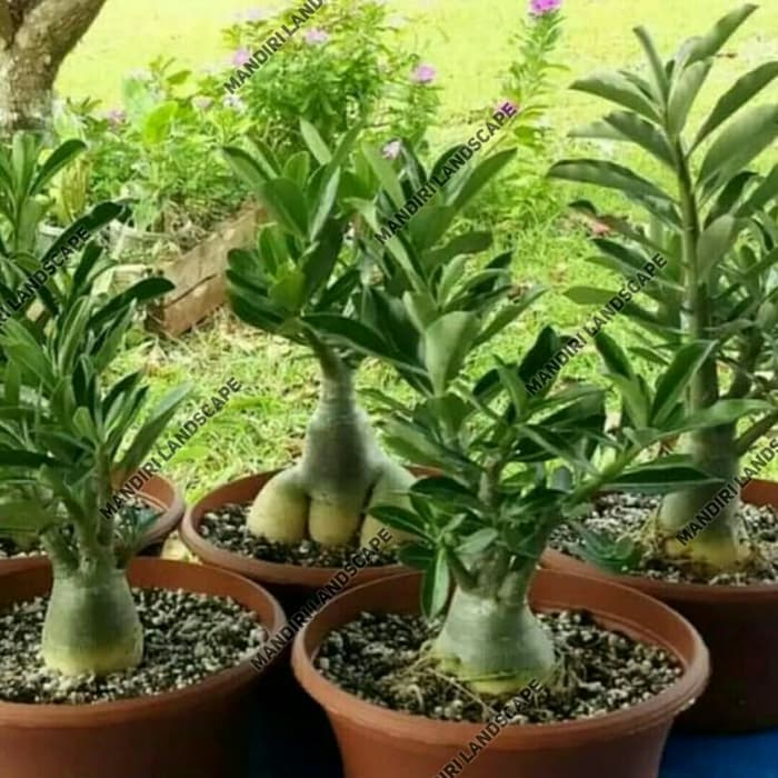 Bibit Bunga Kamboja Adenium Rare Black White Desert Rose TUMPUK- Tanaman Hias Hidup-Bunga Hidup