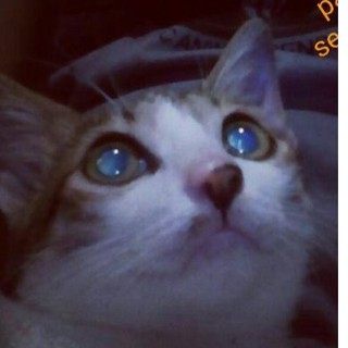 Pembersih AJAIB Keramik Kamar Mandi Dapur Porcelain Bathub Pembersih AJAIB Keramik Kamar Mandi Dapur Porcelain Bathub