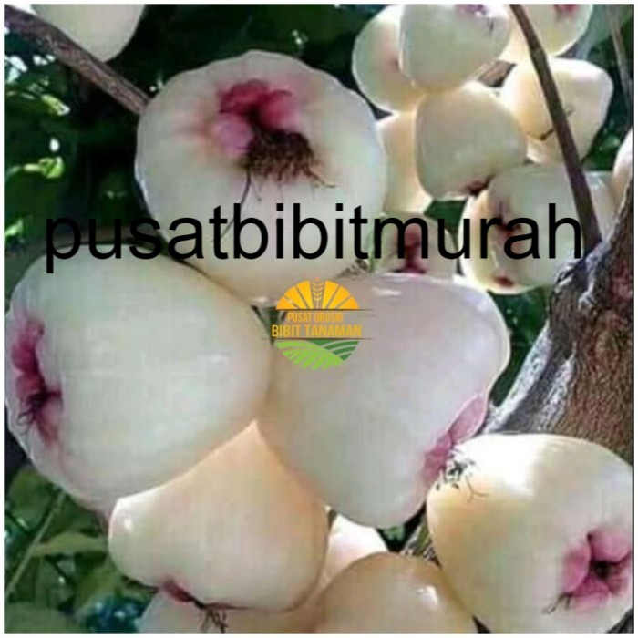 Bibit Jambu air madu susu