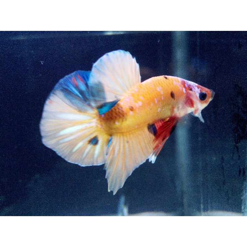 cupang nemo galaxy yellow base male 100% real pict