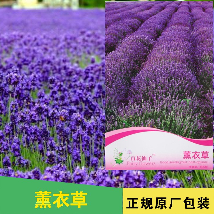 20 biji Benih Bunga Lavender B0216