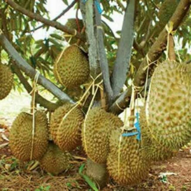 bibit durian montong okulasi kaki 3