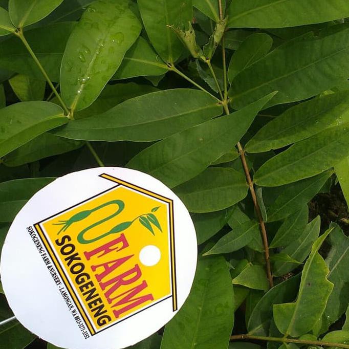 SRD BIBIT JAMBU AIR KING ROSE KINGROSE APPLE JUMBO UNGGUL SUPER MANIS $BARU#