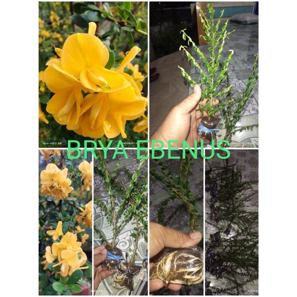 SAENG SIMBUR BUNGA KUNING ATAU BRYA EBENUS