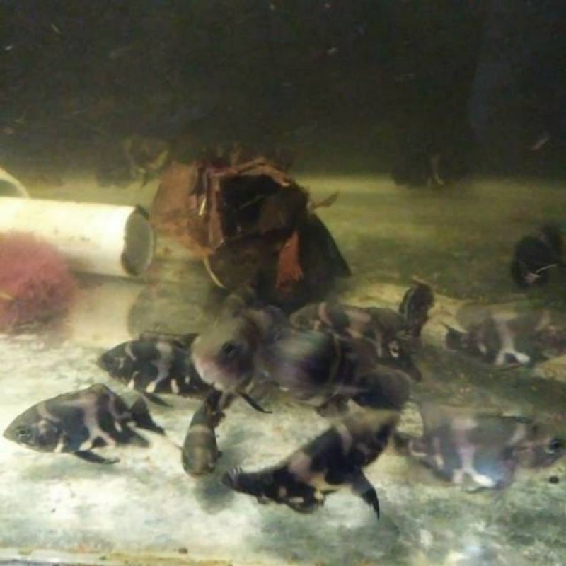 ikan Oscar batik