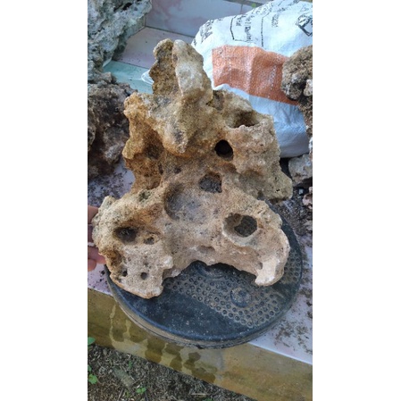 Batu Karang Real Pict Besar