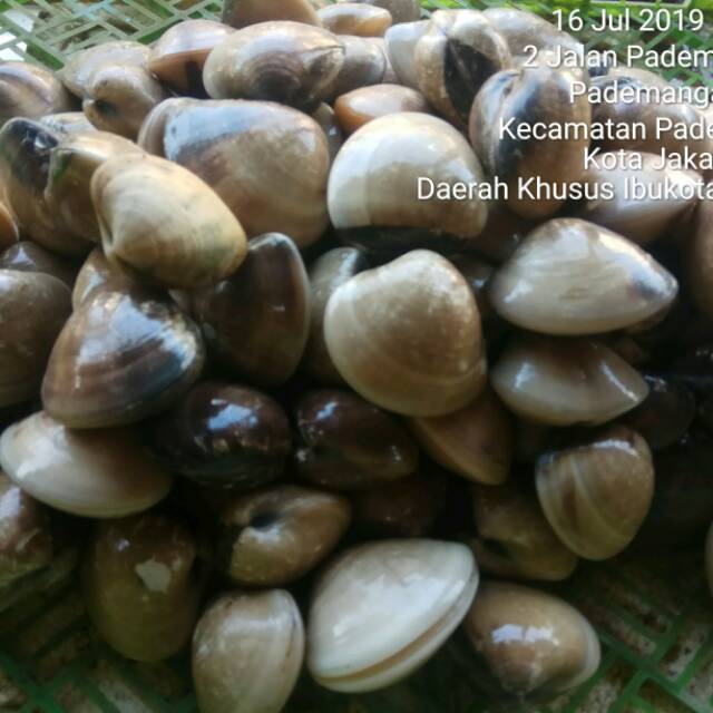 

Kerang kepah / kerang tahu-2kg (hidup dan segar)