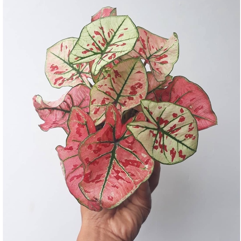 Keladi Red Guava Keladi Hias Caladium Tanaman Hias Keladi Tanaman Keladi Hidup Tanaman Hias Murah An