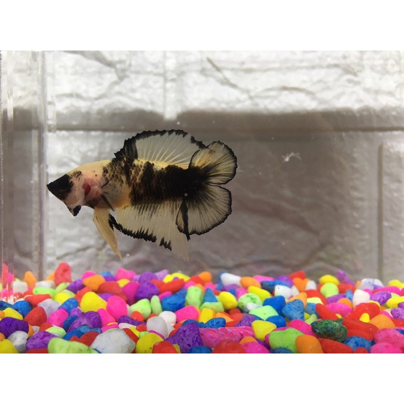 cupang double tail yellow base giant male real pict