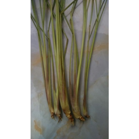 

Sereh 500g Murah Serai Sayur Herbal