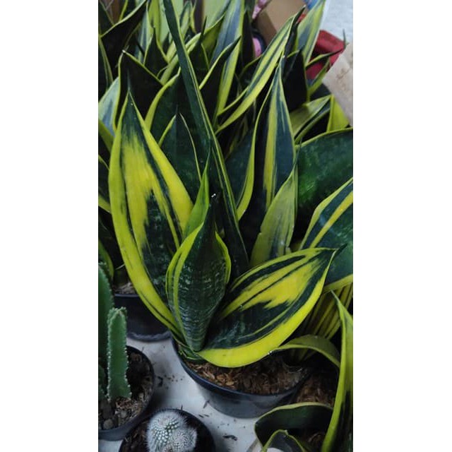 SANSEVIERIA GOLD FLAME / LIDAH MERTUA / SANSEVERA
