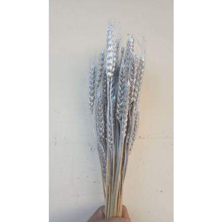 gandum kering perak, bunga kering gandum perak