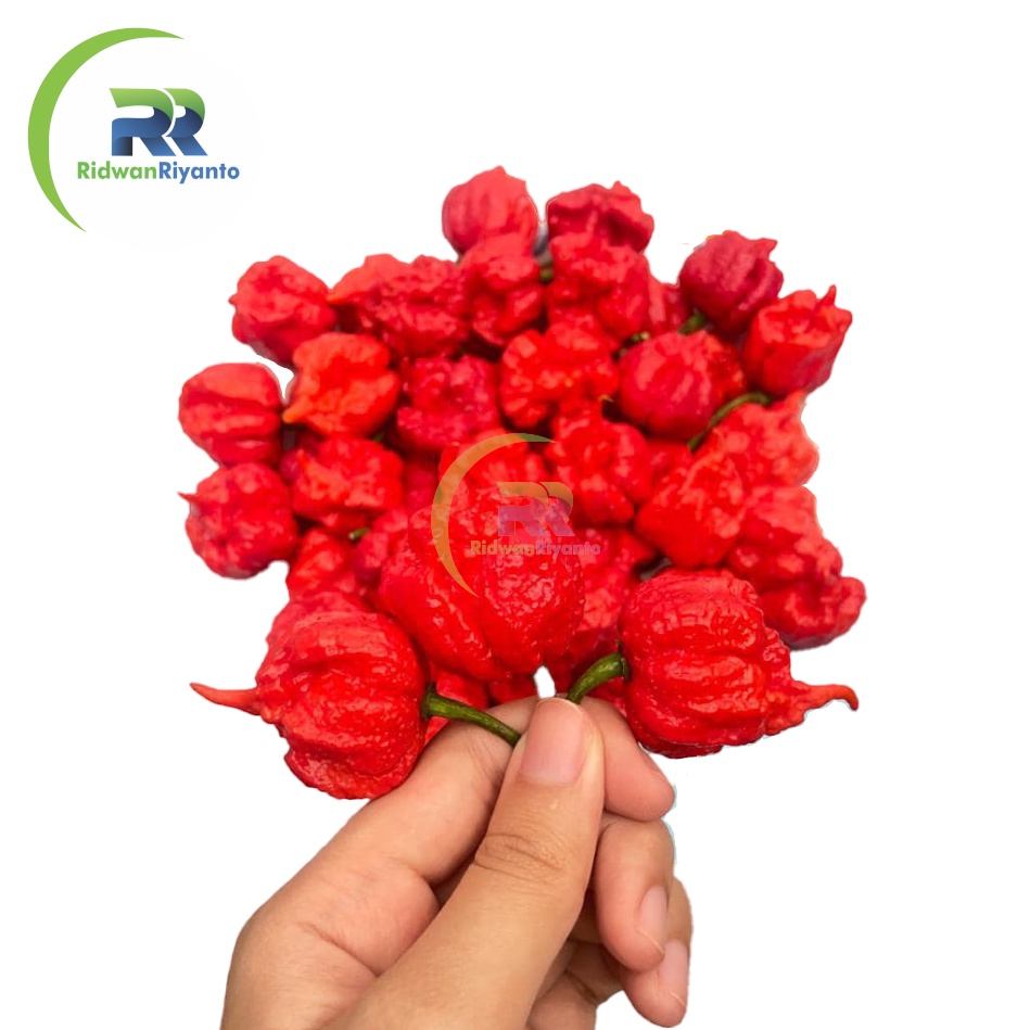 BUAH Cabai CAROLINA REAPER RED Cabe Terpedas Nomor 1 di Dunia Versi Guinness World Record