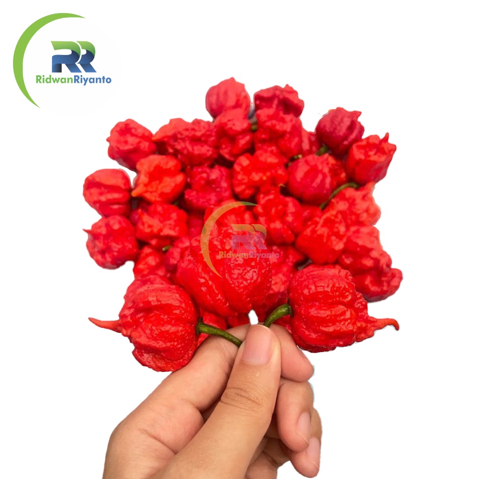 BIJI Benih Cabai CAROLINA REAPER RED Cabe Terpedas Nomor 1 di Dunia Versi Guinness World Record