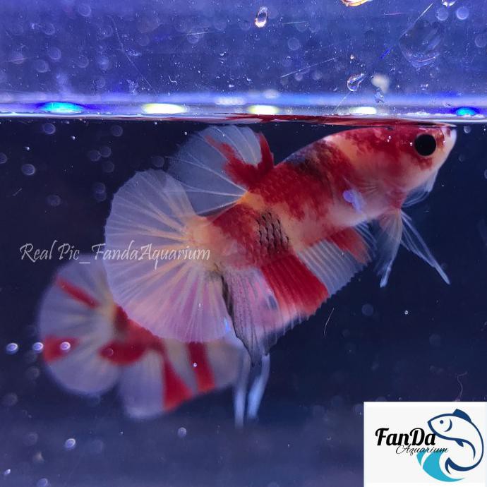 Promo Ikan Cupang Nemo Bahan Pilihan Bagus Murah Cerah Satuan Bisa Partai