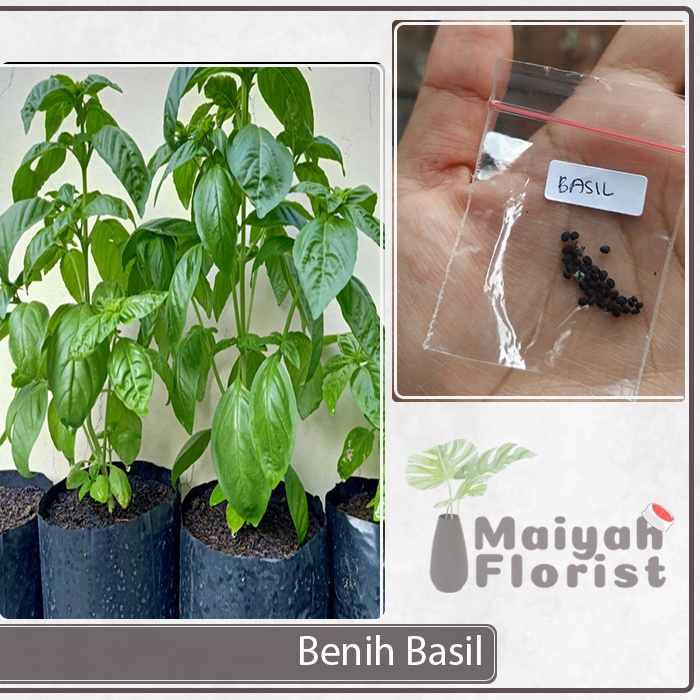 Benih Basil 30 Seed  - Benih Asli Dari Tanaman - Bukan Hasil Lab - Ocimum Basilicum