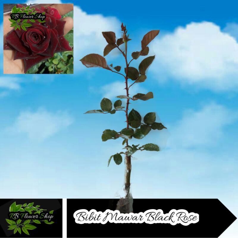 

BIBIT BUNGA MAWAR HITAM / BLACK ROSE / 1PCS 100gr